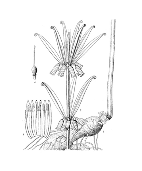 Natural compounds from  Polygonatum kingianum
